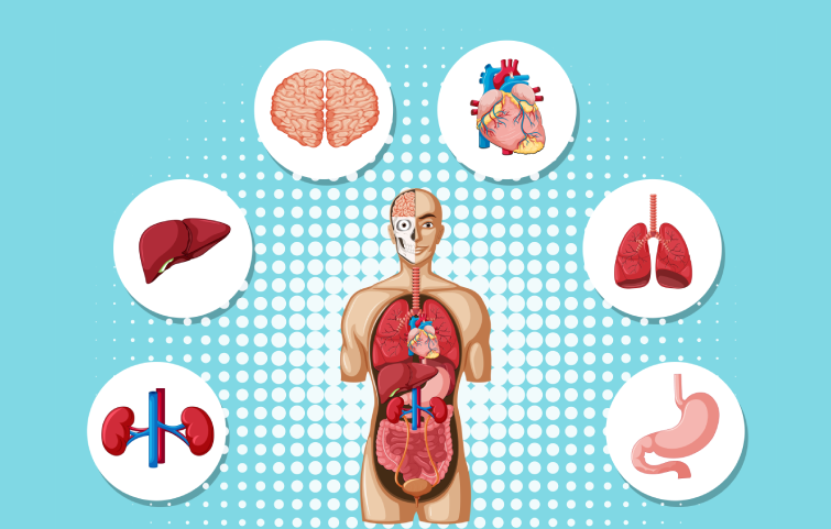Multi-organ monitoring in systemic rheumatic disease